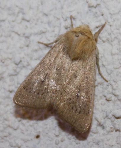 Mythimna sicula
